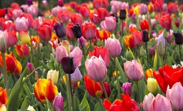 Tulipány a květy jara