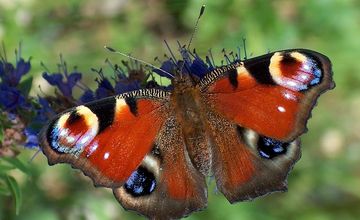 Výstava denních motýlů naší vlasti, Bošovice